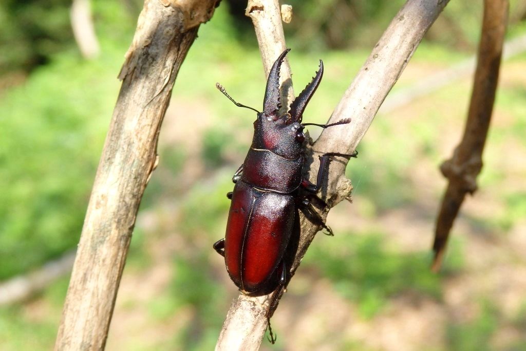 くぼかわ記事 第10弾 くぼかわ里山日記