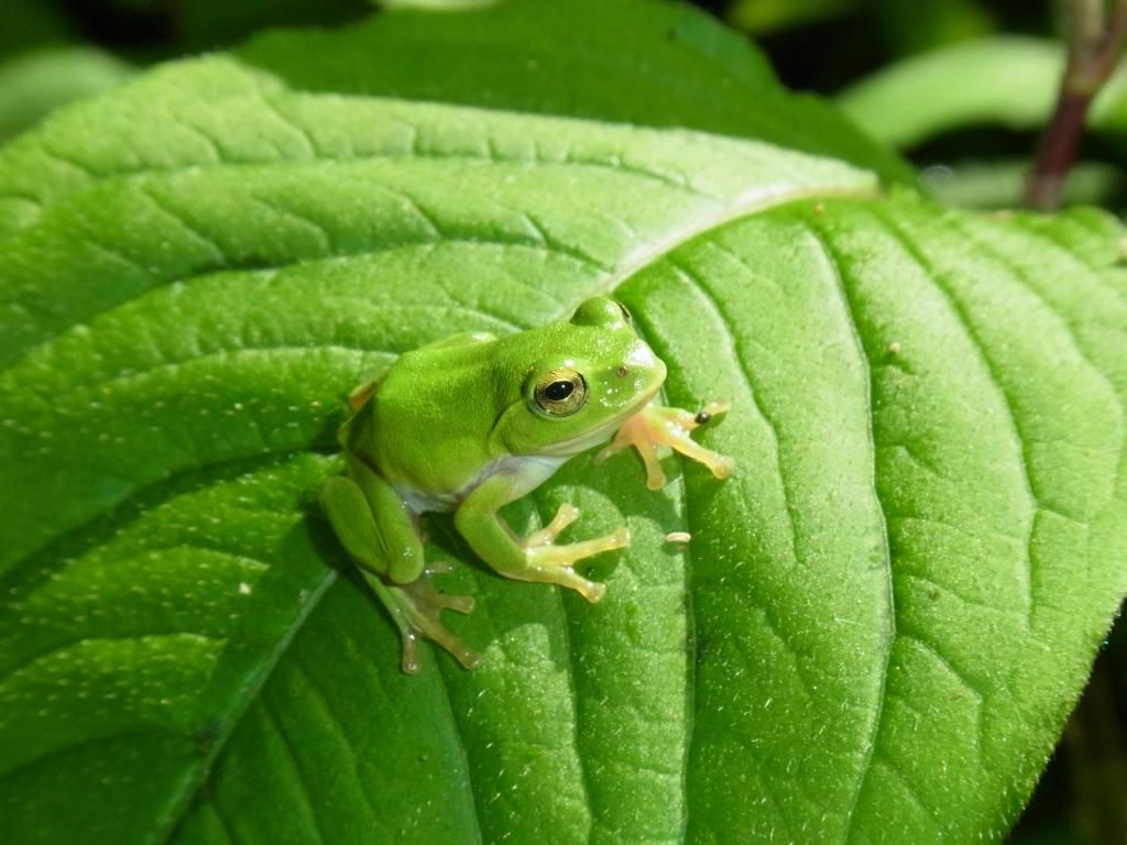カエル 特徴 (99) 사진