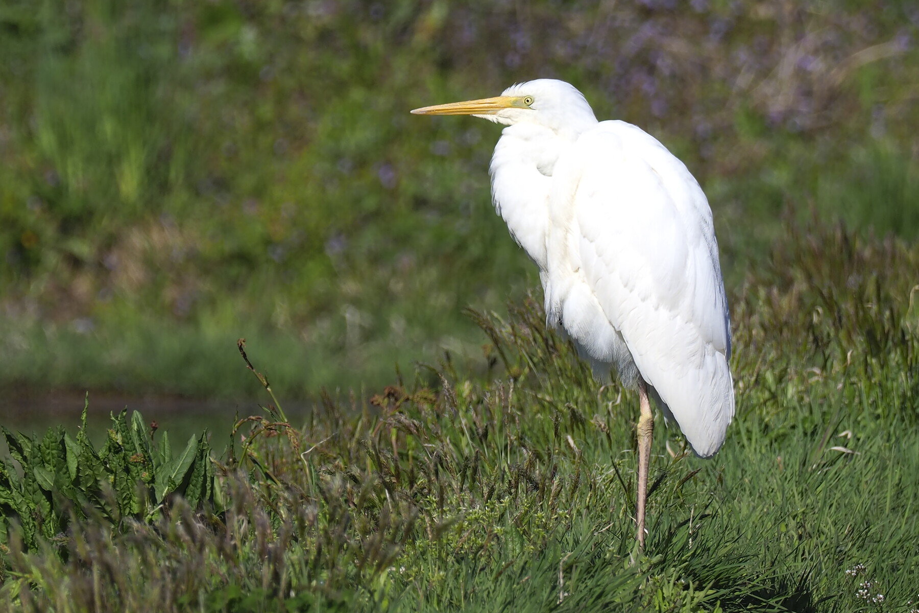 オオダイサギとチュウダイサギ くぼかわ里山日記