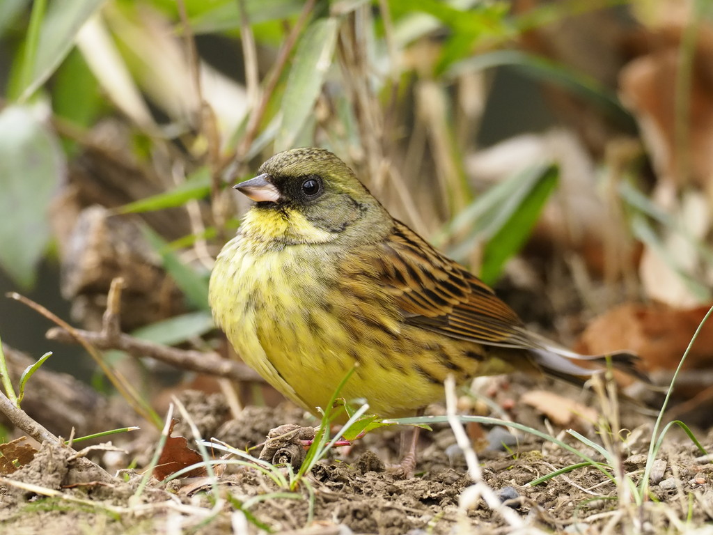都市公園で出会える鳥 2 くぼかわ里山日記