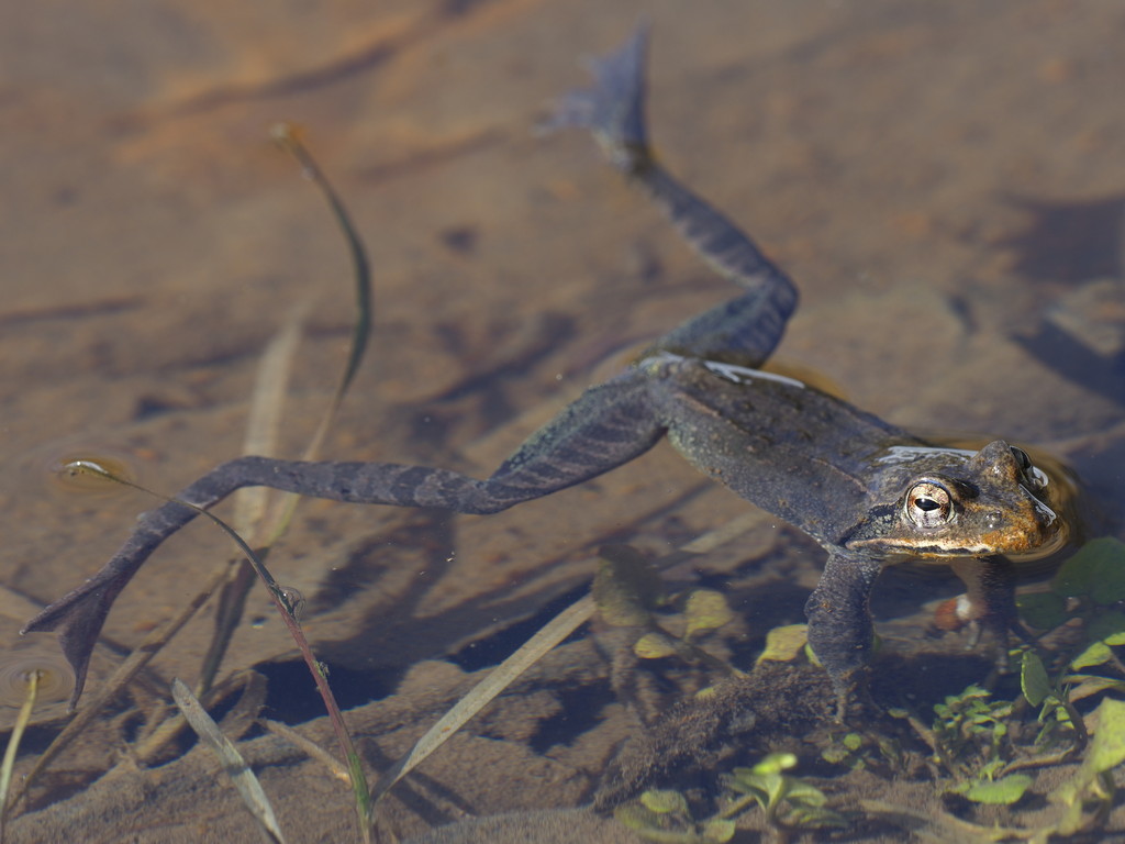 今日の水辺公園 くぼかわ里山日記
