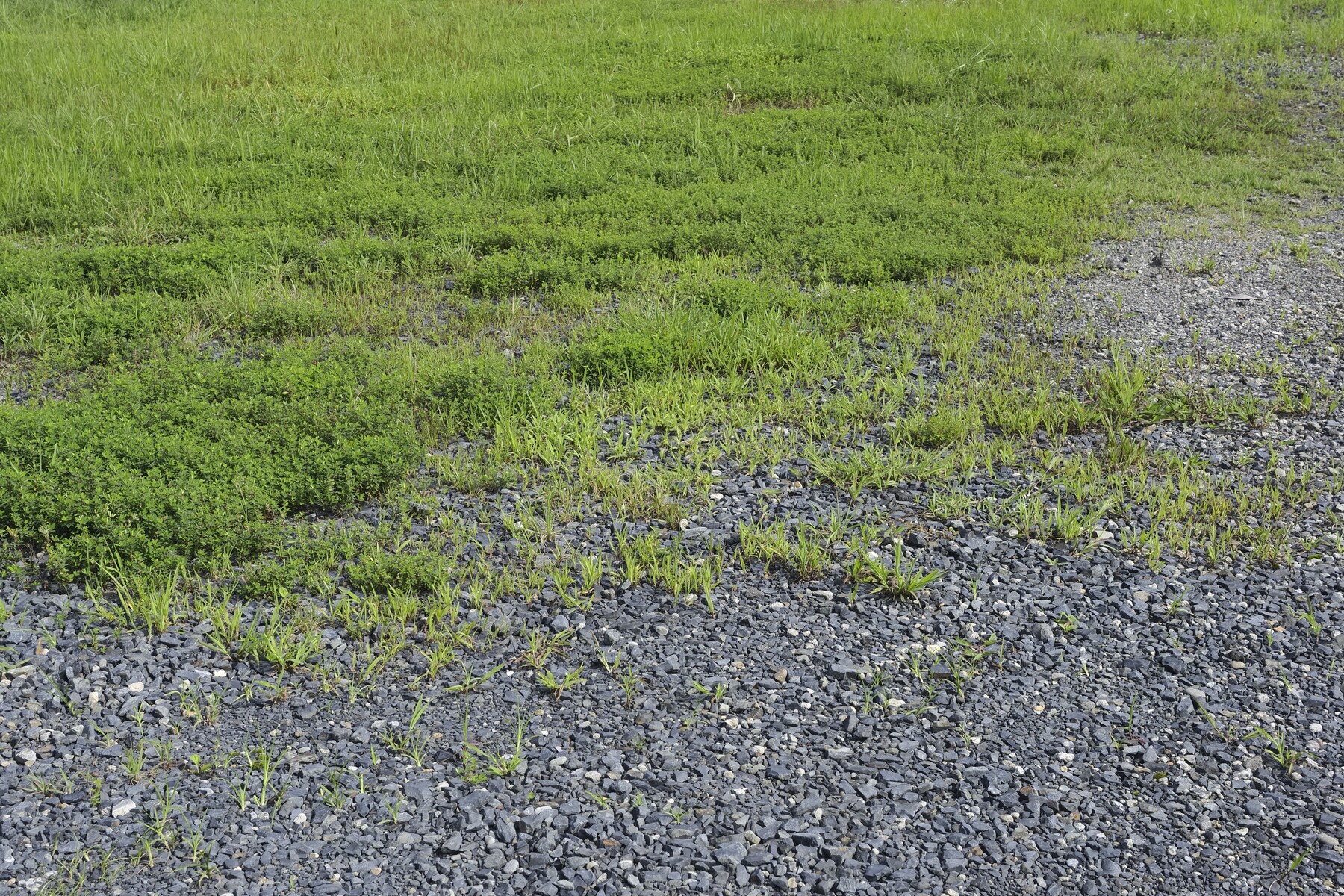 岩手県のバッタ Vol.5 : 久保川イーハトーブ自然再生研究所＊くぼかわ 