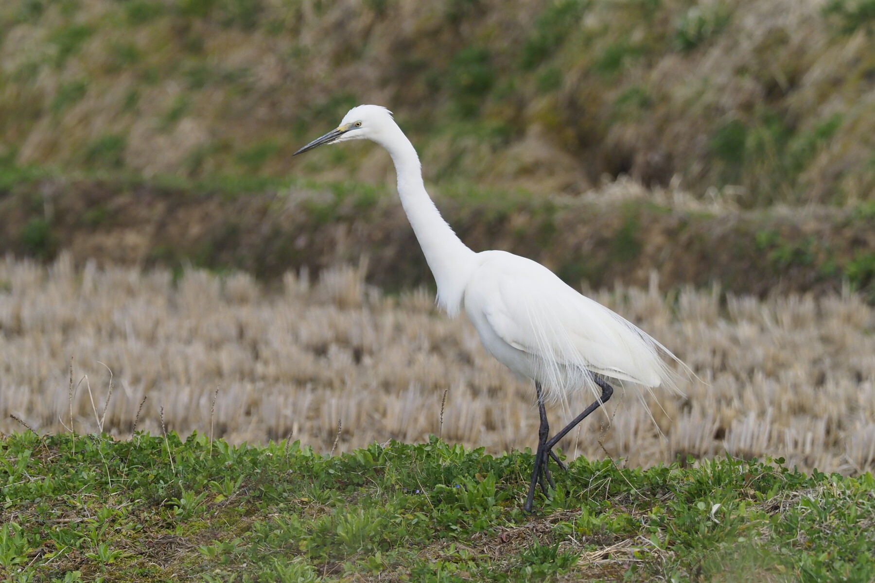 オオダイサギとチュウダイサギ くぼかわ里山日記