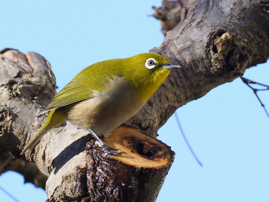 都市公園で出会える鳥 2 くぼかわ里山日記