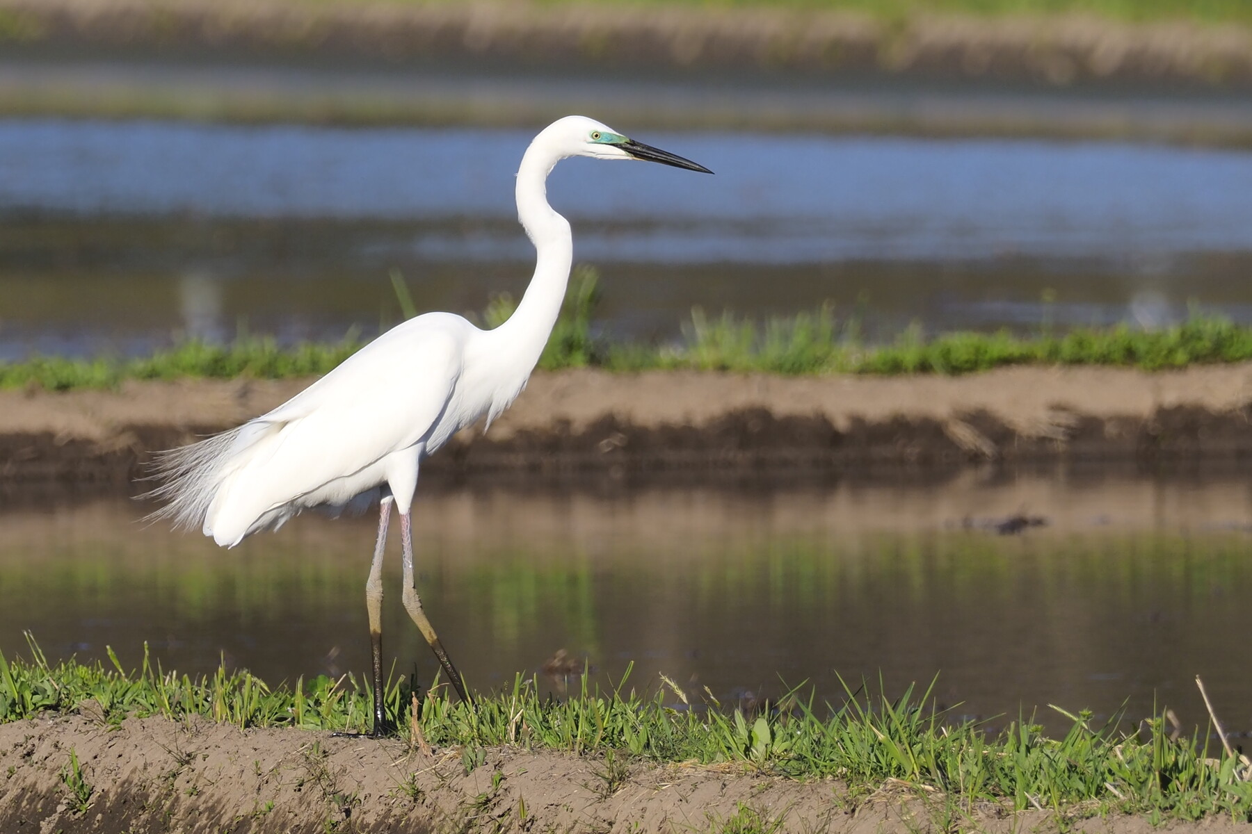 ダイサギ チュウサギ コサギ 見分け方 くぼかわ里山日記