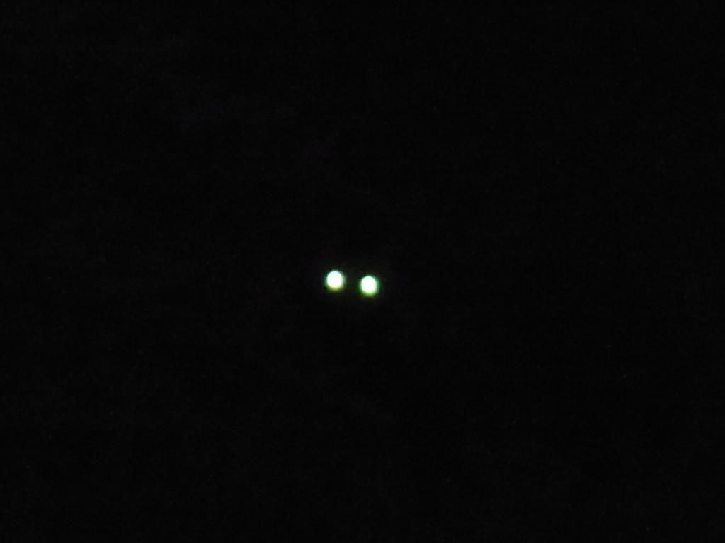 闇夜のElectric Eye!:くぼかわ里山日記