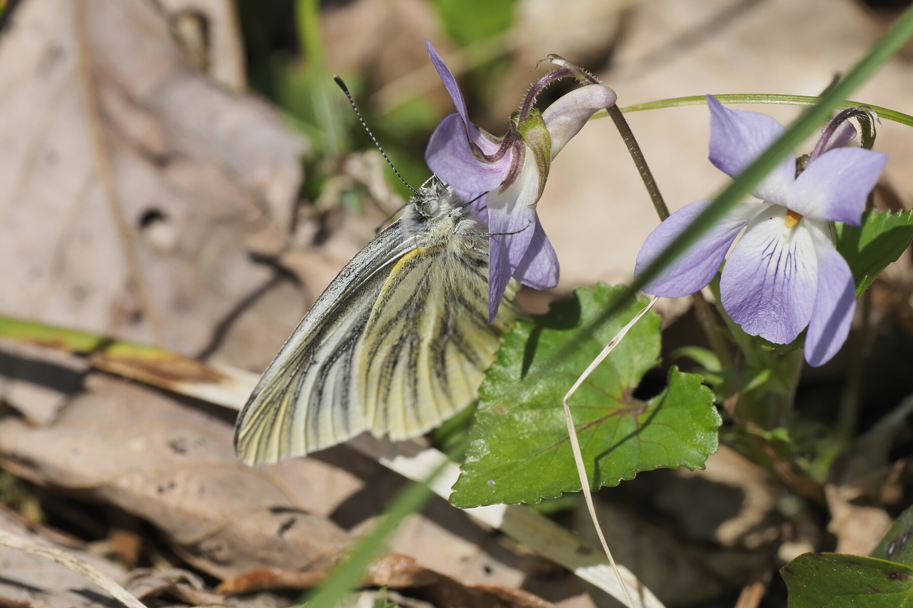 春の白いチョウ くぼかわ里山日記 春の白いチョウ くぼかわ里山日記
