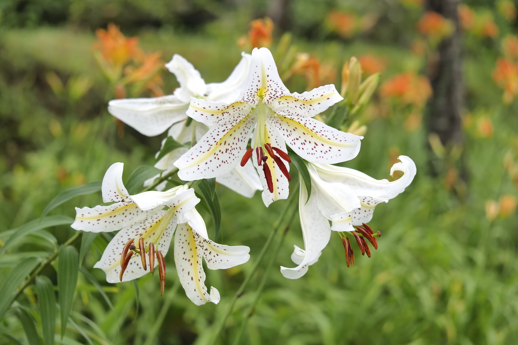 ヤブカンゾウと くぼかわ里山日記
