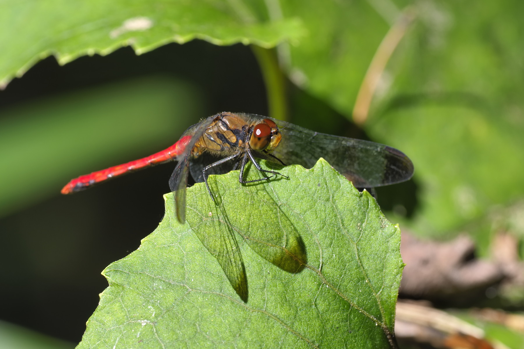 秋のトンボ くぼかわ里山日記 秋のトンボ くぼかわ里山日記