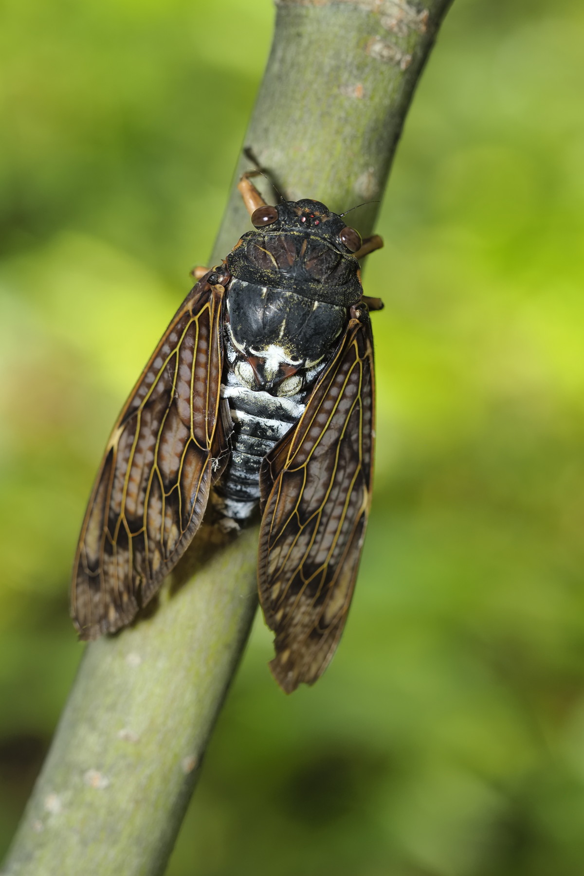 林の昆虫 くぼかわ里山日記