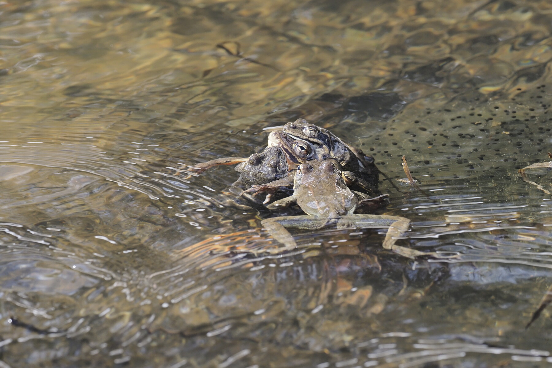 ヤマアカガエルの繁殖期 21 Vol 3 くぼかわ里山日記 ヤマアカガエルの繁殖期 21 Vol 3 くぼかわ里山日記