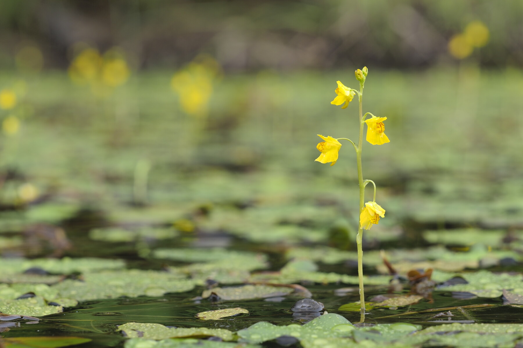 水辺の草花 くぼかわ里山日記