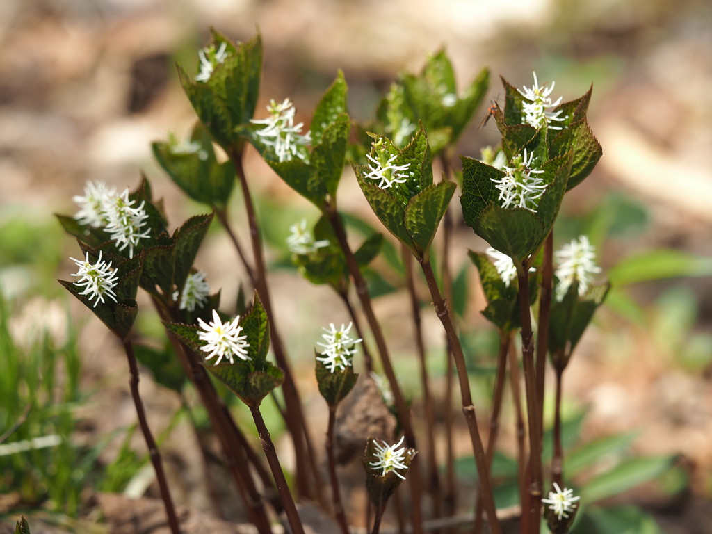 春の野草 16 Vol 3 くぼかわ里山日記