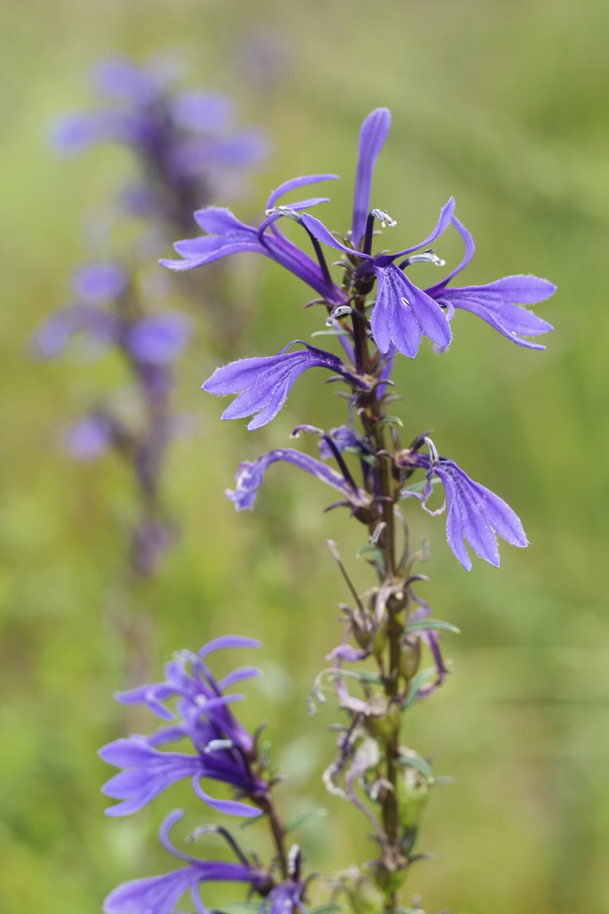 サワギキョウと そして くぼかわ里山日記 サワギキョウと そして くぼかわ里山日記