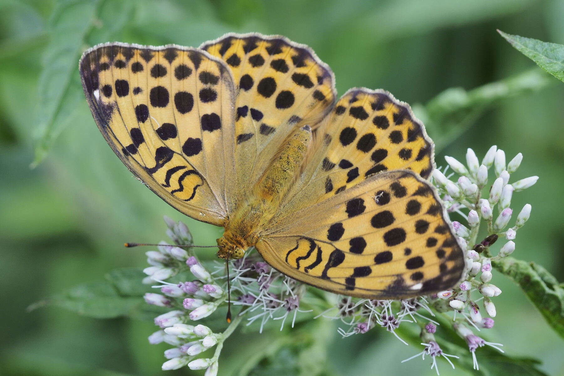 ヒョウモンチョウの夏 くぼかわ里山日記 ヒョウモンチョウの夏 くぼかわ里山日記