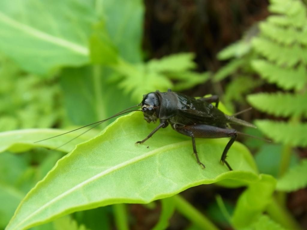 Night Singer Vol 2 くぼかわ里山日記