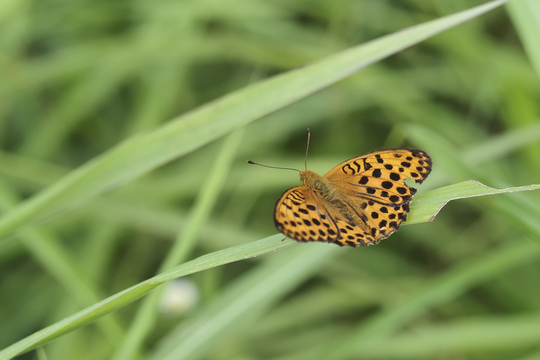 ヒョウモンチョウの夏 くぼかわ里山日記 ヒョウモンチョウの夏 くぼかわ里山日記