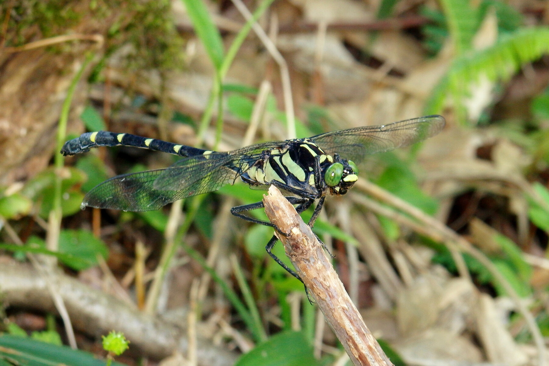 オニヤンマ コオニヤンマ 見分け方 くぼかわ里山日記