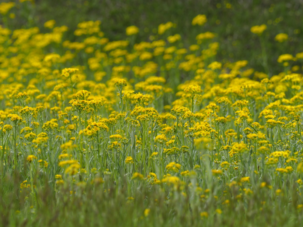 春の花 17 Vol 4 蝶 くぼかわ里山日記