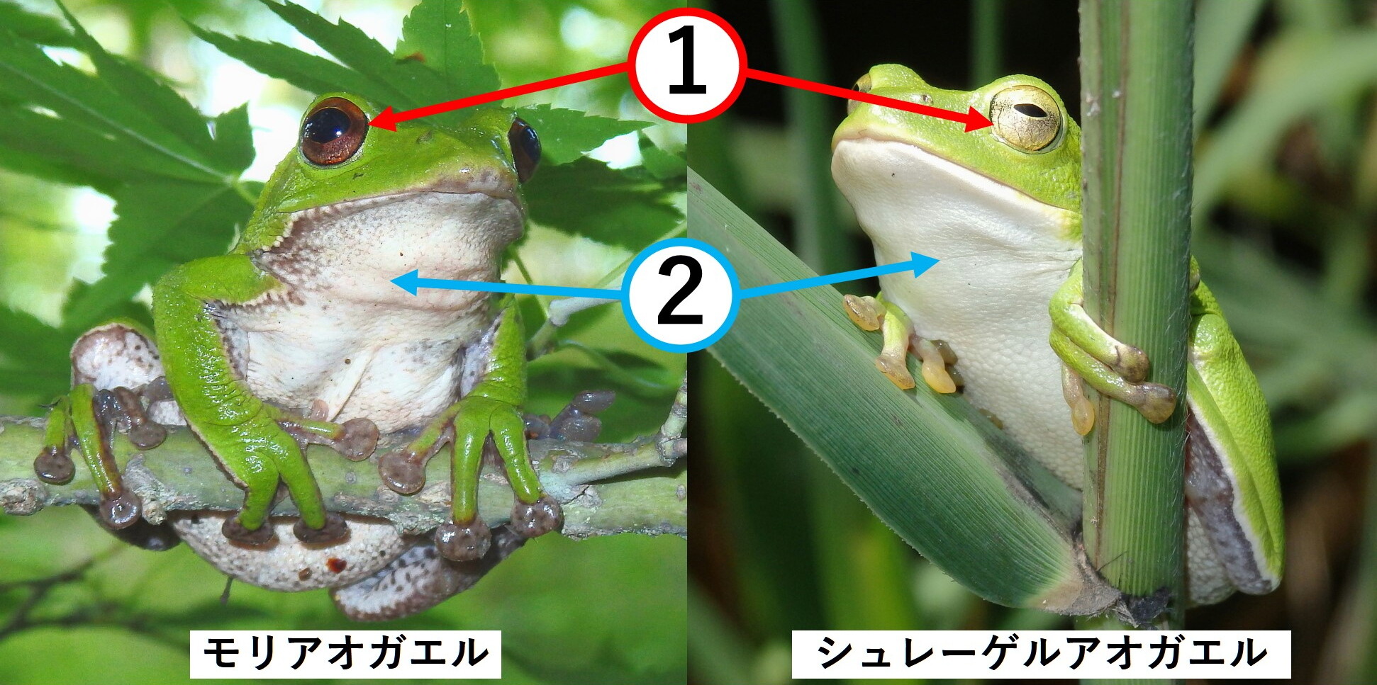 モリアオガエル シュレーゲルアオガエル 見分け方 くぼかわ里山日記