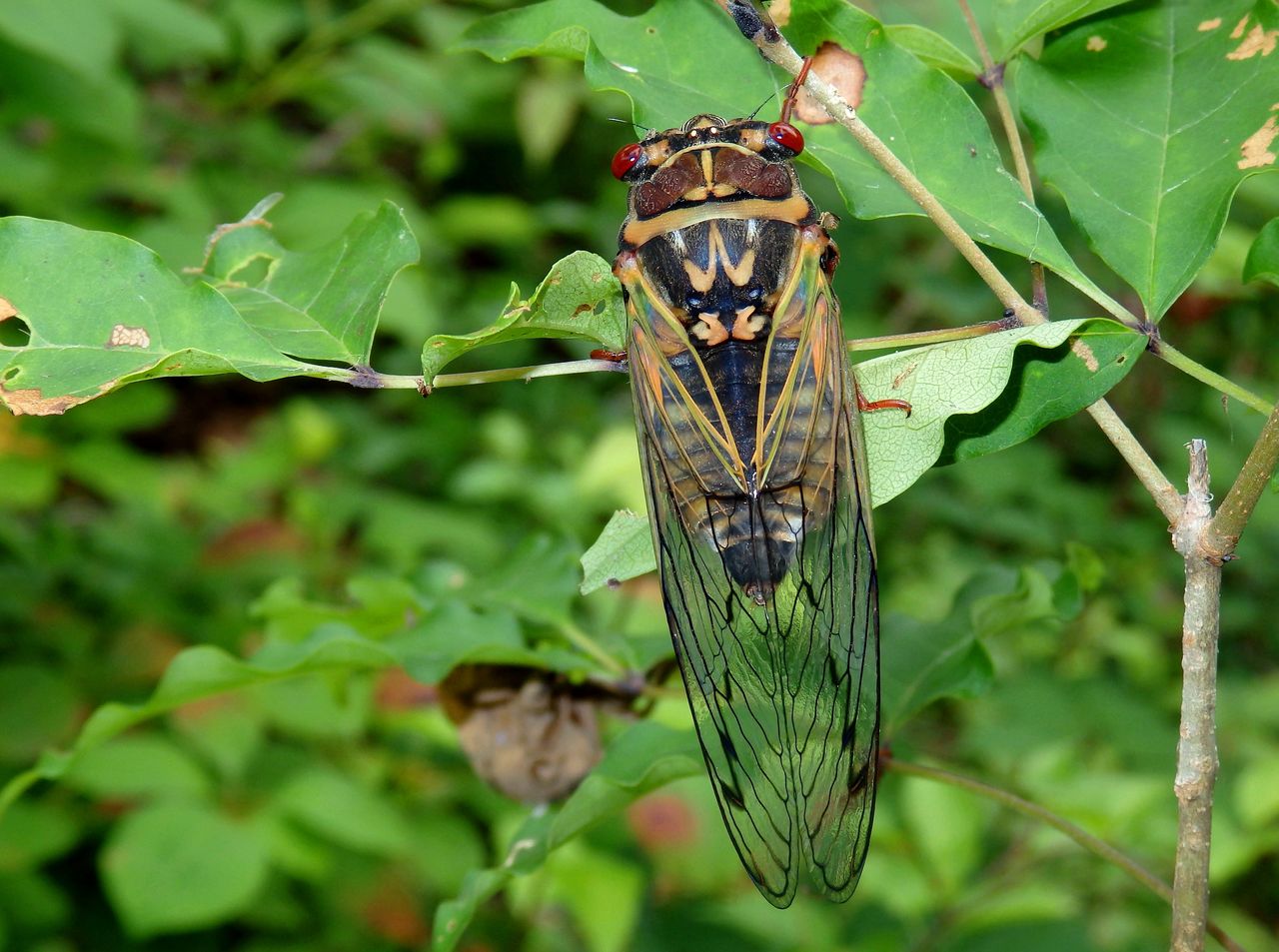 くぼかわ記事第7弾 くぼかわ里山日記