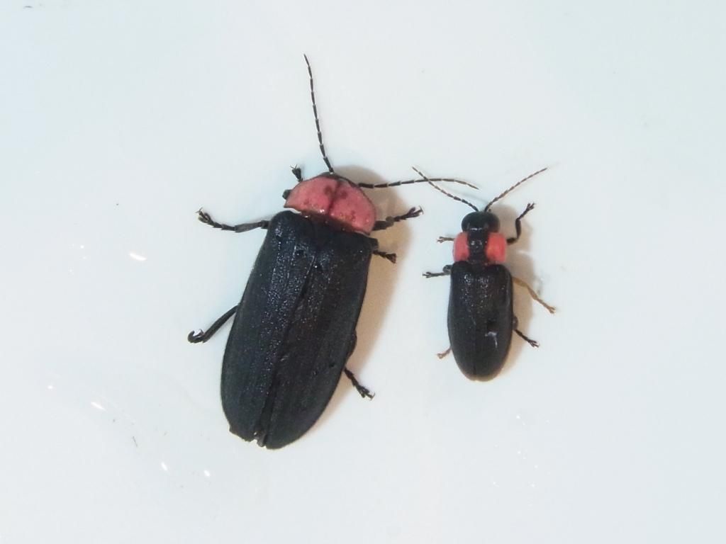 蛍火 くぼかわ里山日記