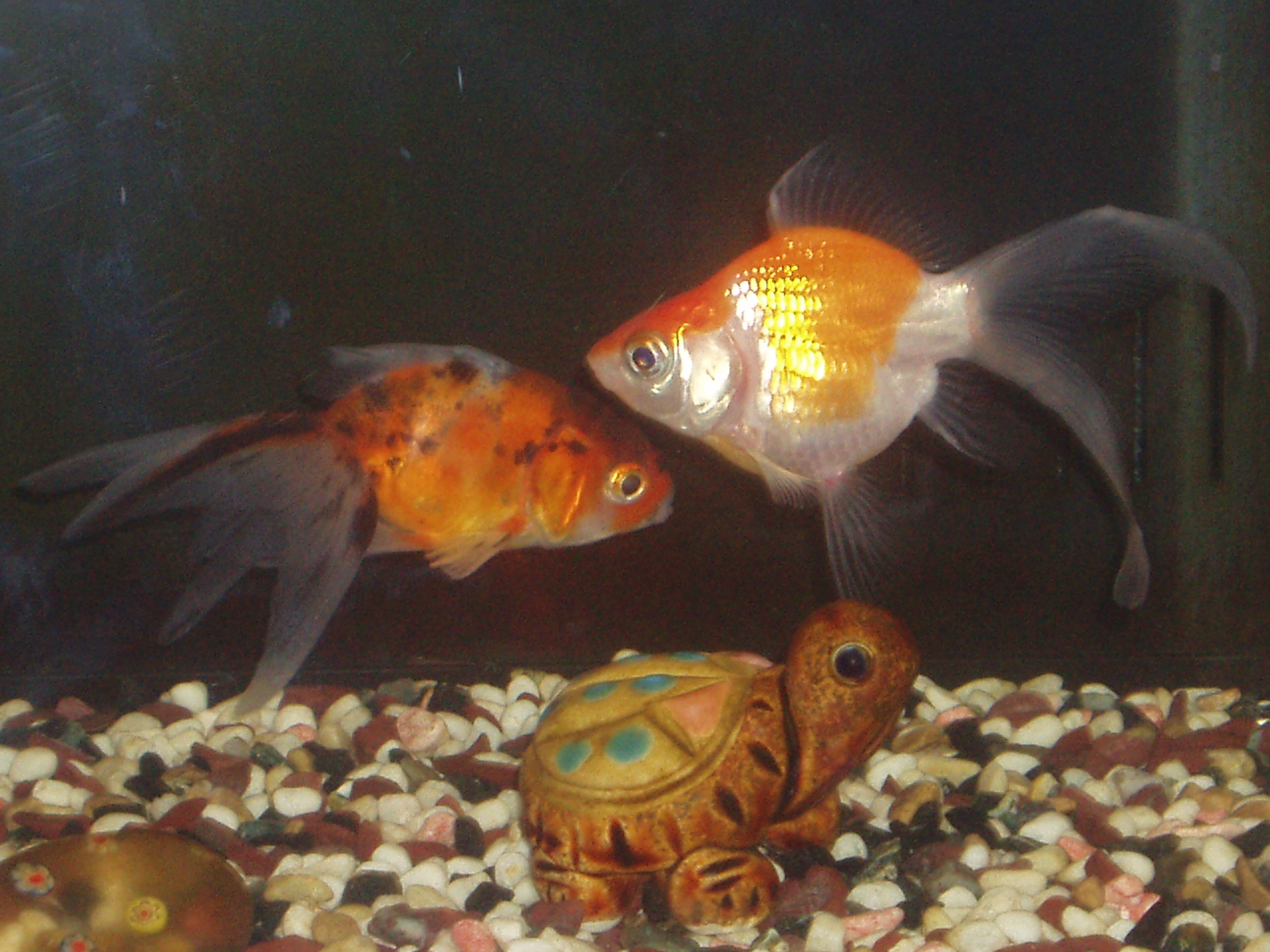 北陸 富山県の鉄工所 窪製作所のおっさん代表のペット 金魚飼育 福だるまand 東錦 株式会社 窪製作所代表ブログ