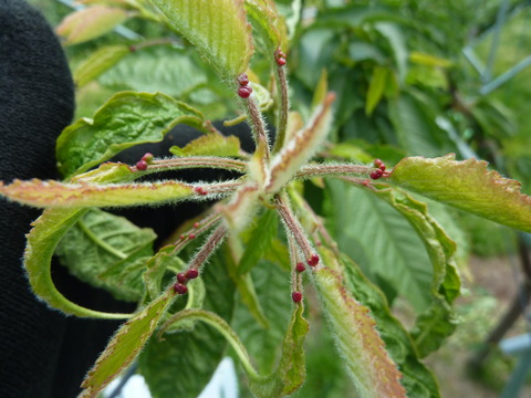 P1120006