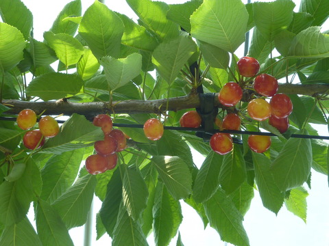 P1120004