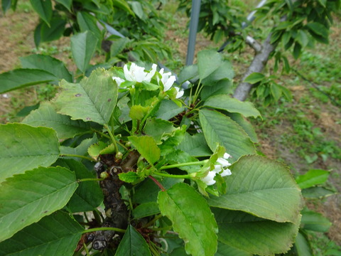 DSC00906