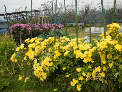 DSCN0889