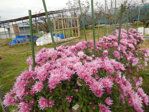 DSCN0886