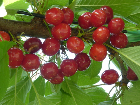 P1110979