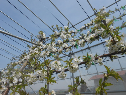 DSCN3451