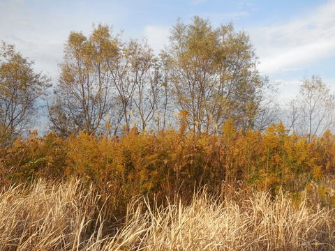 DSCN0945