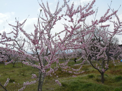DSCN0649