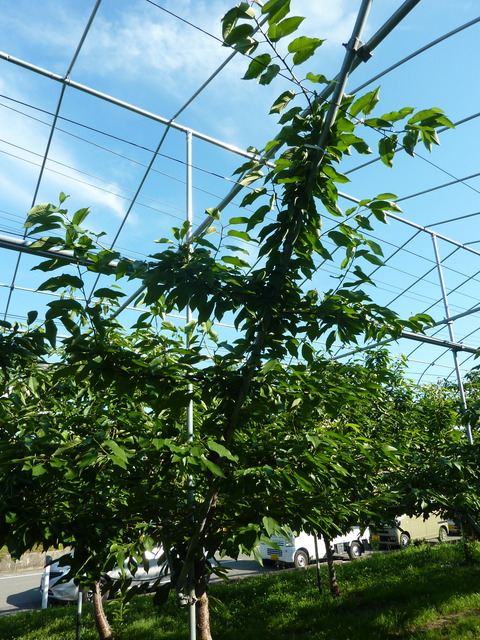 P1120041