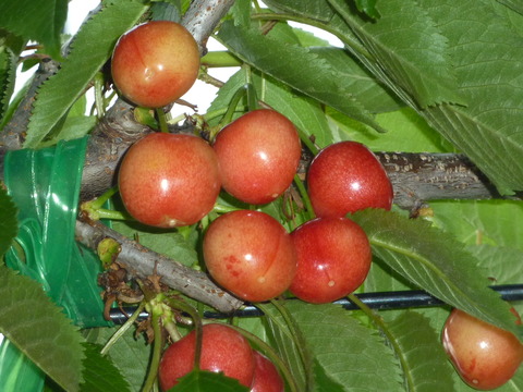 P1110960