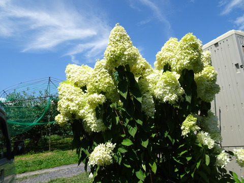 DSC00800