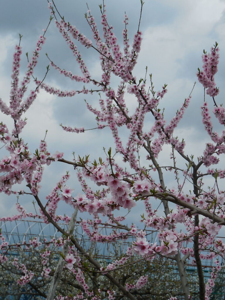 桃の花も満開 たのしいさくらんぼ研究所 公式ブログ さくらんぼラボ 桃の花も満開 たのしいさくらんぼ研究所 公式ブログ さくらんぼラボ