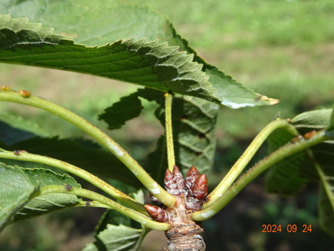 DSC00940