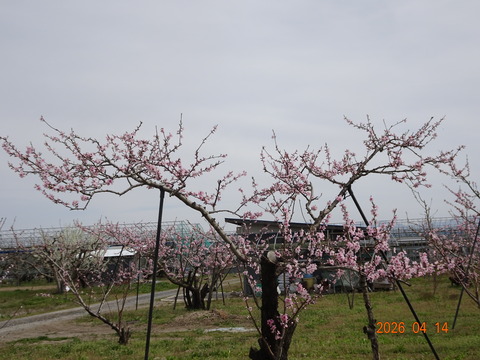 DSC01455