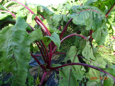 DSC01296