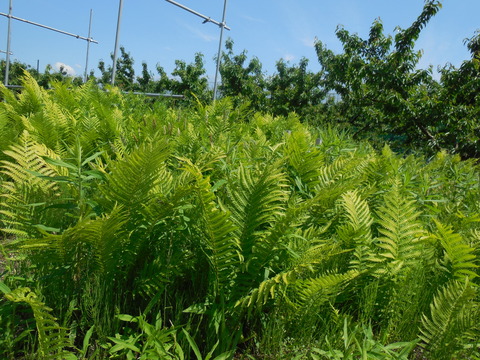 DSCN0714