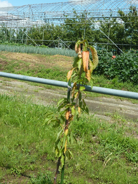 P1130116