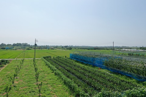DJI_0051