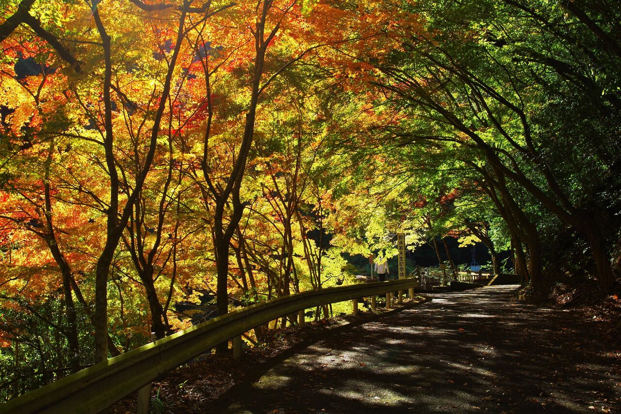 Sa 29 佐賀市富士町 秋に煌めく紅葉のトンネル チャリダー久保田の世界楽翔 世界一周自転車旅行記