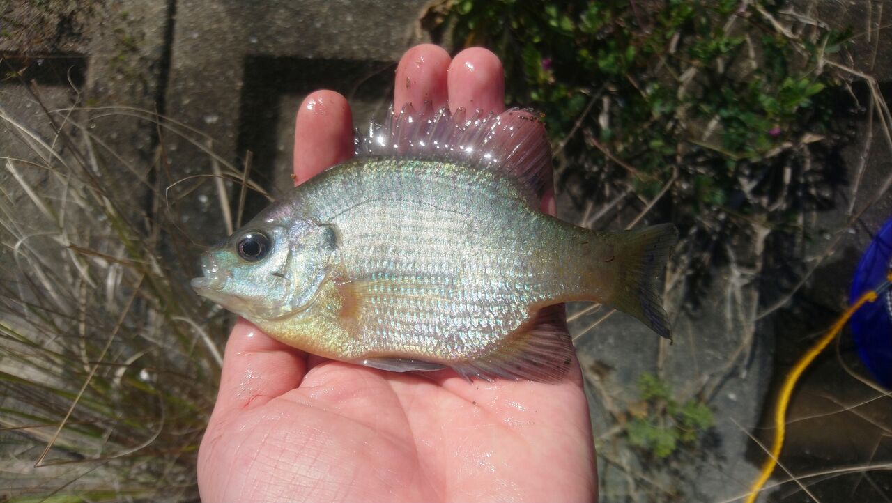 221 佐賀市川副町生物図鑑2 クリーク編 チャリダー久保田の世界楽翔 世界一周自転車旅行記