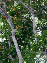 IMG_0722