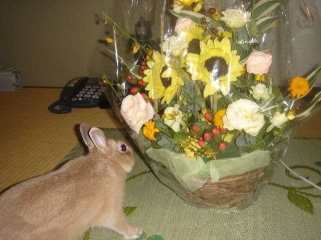 イメージ 1